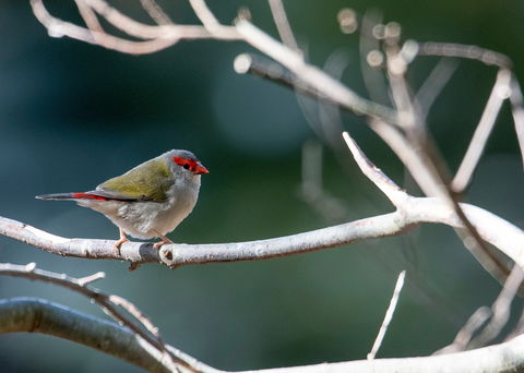 Warrawong Wildlife Sanctuary - Accommodation Tasmania 2