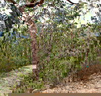 Yango Walking Track - Accommodation Tasmania