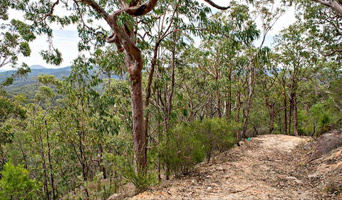 Yango Walking Track - Accommodation Tasmania 0
