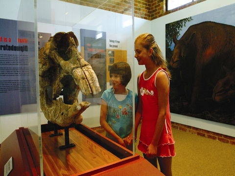 Australian Museum Diprotodon Exhibition: Closed For Building Repair July August - Accommodation Tasmania 0