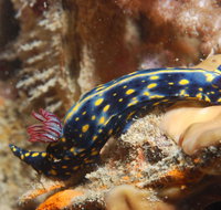 Cochrane Artificial Reef Dive Site - Accommodation Tasmania