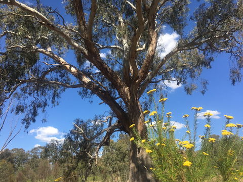 Euroa Arboretum - Accommodation Tasmania 0