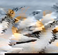 Gannets in Portland - Accommodation Tasmania