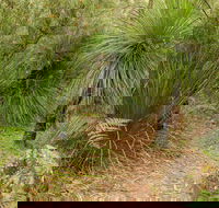 Grass Tree Circuit - Accommodation Tasmania
