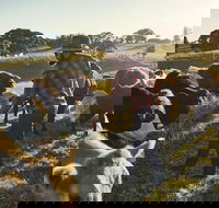 Hinterland Full Day Self Drive Tour - Accommodation Tasmania