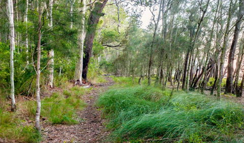 Meroo Lake Walking Track - Accommodation Tasmania 0