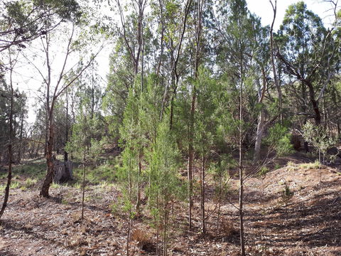 Pioneer Park - Accommodation Tasmania 2