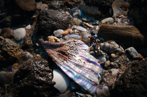 Point Cook Marine Sanctuary - Accommodation Tasmania 1