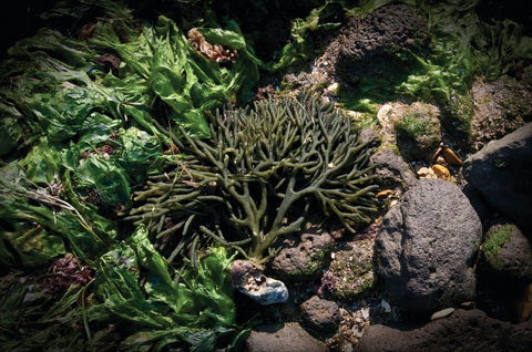 Point Cook Marine Sanctuary - Accommodation Tasmania 2