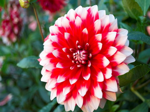 Portland Botanical Gardens - Accommodation Tasmania 1