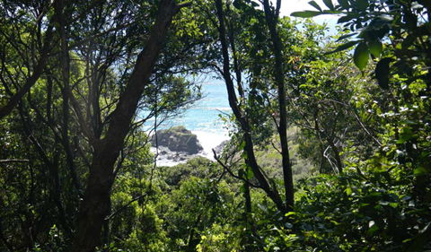 Rainforest Walking Track, Hat Head National Park - Accommodation Tasmania 0