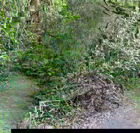 Rainforest Walking Track Roberston Nature Reserve - Accommodation Tasmania