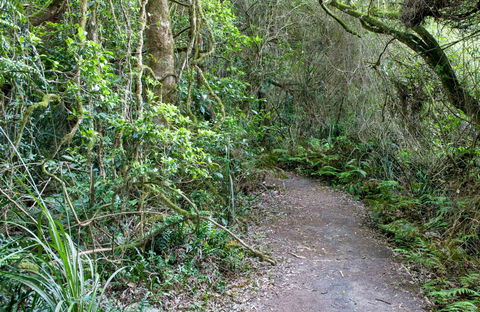 Rainforest Walking Track, Roberston Nature Reserve - Accommodation Tasmania 0