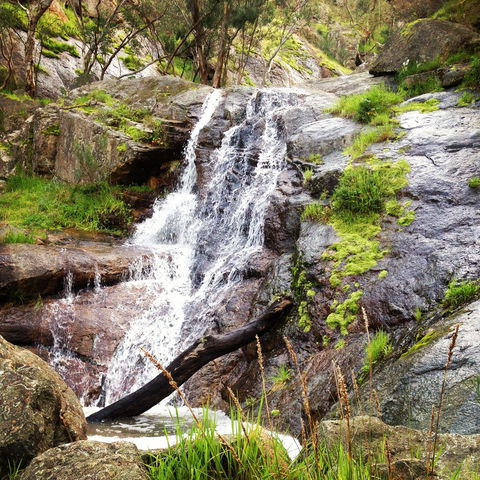 Salisbury Falls Walk - Accommodation Tasmania 1