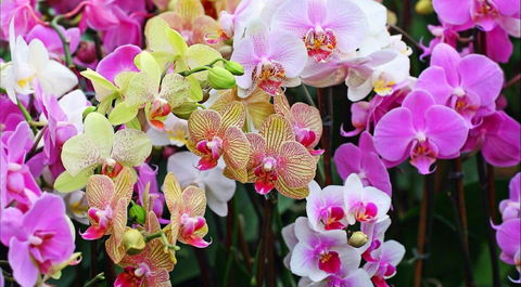 Tinonee Orchid Nursery - Accommodation Tasmania 0