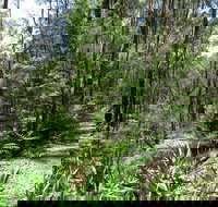 Tyers Park - Accommodation Tasmania