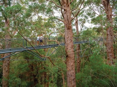 Valley Of The Giants Tree Top Walk - Accommodation Tasmania 1