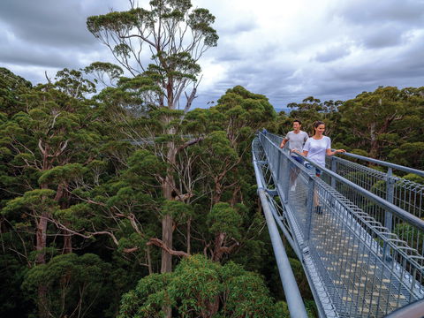 Valley Of The Giants Tree Top Walk - Accommodation Tasmania 2