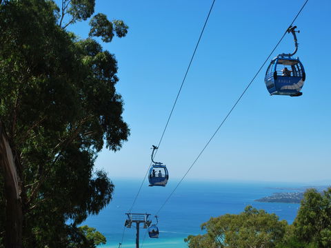 Arthurs Seat Eagle - Accommodation Tasmania 0