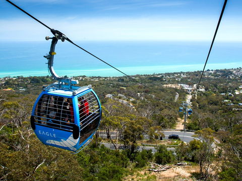 Arthurs Seat Eagle - Accommodation Tasmania 1