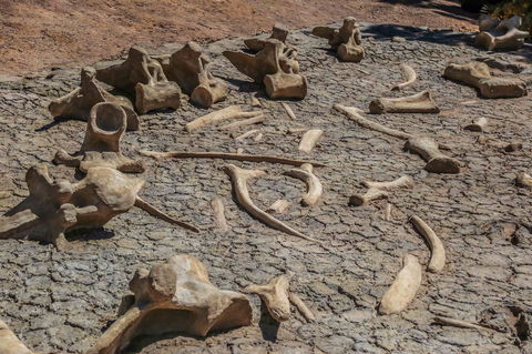 Australian Age Of Dinosaurs - Accommodation Tasmania 2