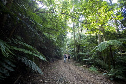 Booloumba Falls Walk, Conondale National Park - Accommodation Tasmania 2