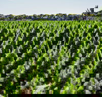 Christmas Tree Farm - Accommodation Tasmania