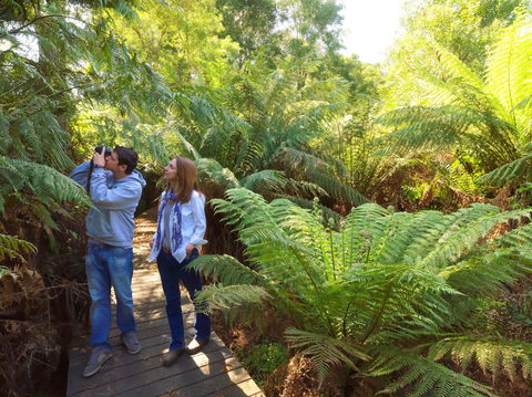 Endeavour Fern Gully Walks - Accommodation Tasmania 0