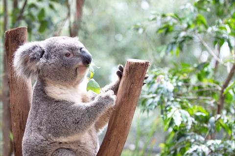 Featherdale Wildlife Park - Accommodation Tasmania 1