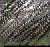 Lookout Hill  Circuit Walk - Accommodation Tasmania