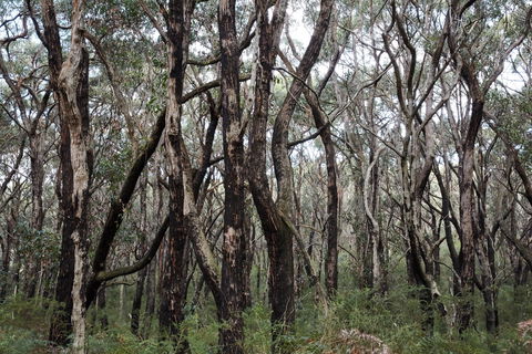 Lookout Hill  Circuit Walk - Accommodation Tasmania 0
