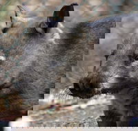 Peel Zoo - Accommodation Tasmania