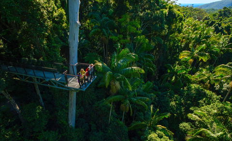 Tamborine Rainforest Skywalk - Accommodation Tasmania 0