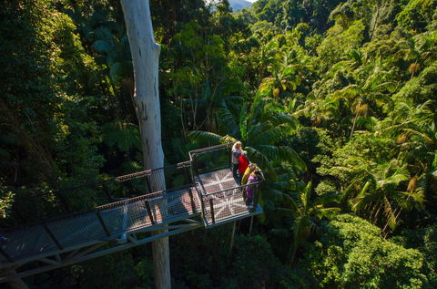 Tamborine Rainforest Skywalk - Accommodation Tasmania 1