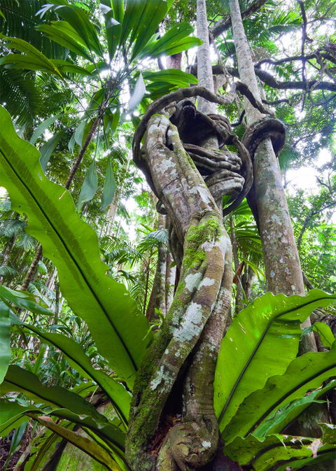 Tamborine Rainforest Skywalk - Accommodation Tasmania 2