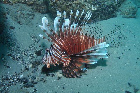 The Pines Dive Site - Accommodation Tasmania 1