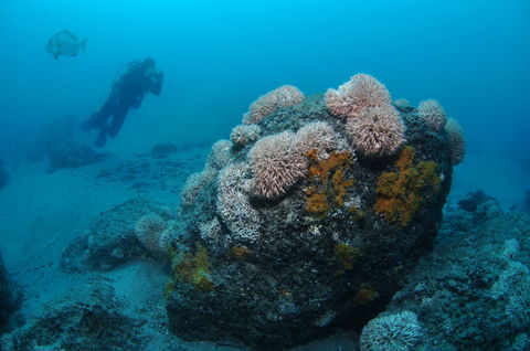 The Pines Dive Site - Accommodation Tasmania 2