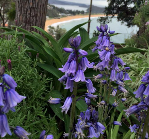 The Beach Bible Garden - Accommodation Tasmania 1