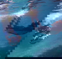 Small-Group Underwater Scooter Experience in Clovelly - Accommodation Tasmania