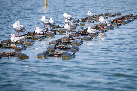 Catch A Crab Tour With Optional Seafood Lunch - Accommodation Tasmania 2