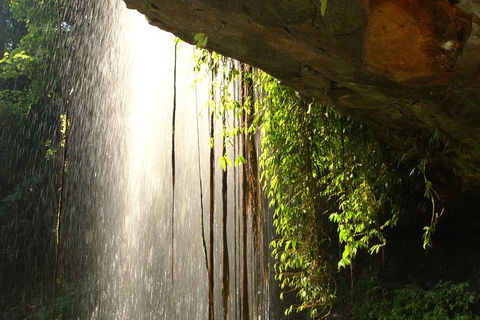 Rainforest & Waterfall Experience - Accommodation Tasmania 9