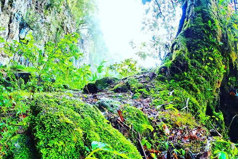 Rainforest & Waterfall Experience - Accommodation Tasmania 8