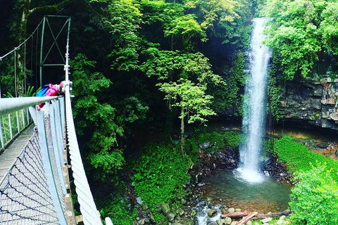 Rainforest & Waterfall Experience - Accommodation Tasmania 0