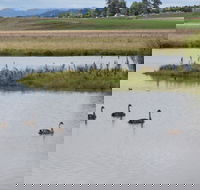 Beardy Waters Dam and Woodlands - Accommodation Tasmania