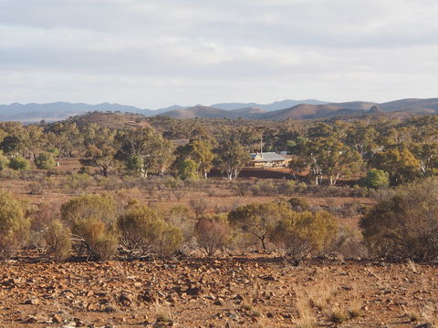 Blinman Belt And Buckle Maker Outback Studio/gallery - Accommodation Tasmania 1