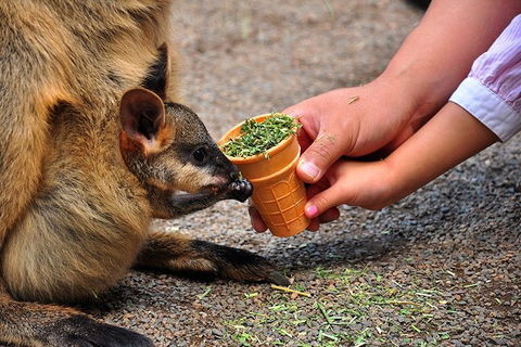 Blue Mountains Highlights & Wildlife Park - Accommodation Tasmania 3