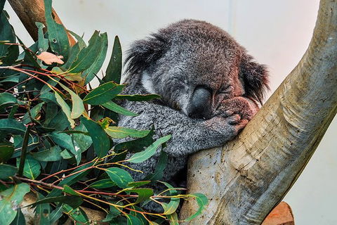 Blue Mountains Highlights & Wildlife Park - Accommodation Tasmania 1