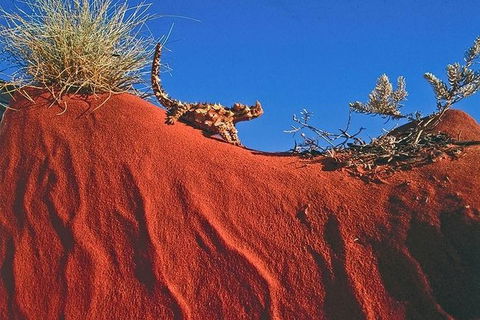 Alice Springs, Uluru Ayers Rock & Kings Canyon 8 Days Touring Package - Accommodation Tasmania 4