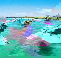 Half Day Dolphin Kayaking and Snorkeling Tour - Accommodation Tasmania