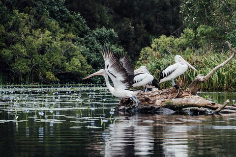 Everglades Eco Safari To Australia\'s Everglades - Accommodation Tasmania 0